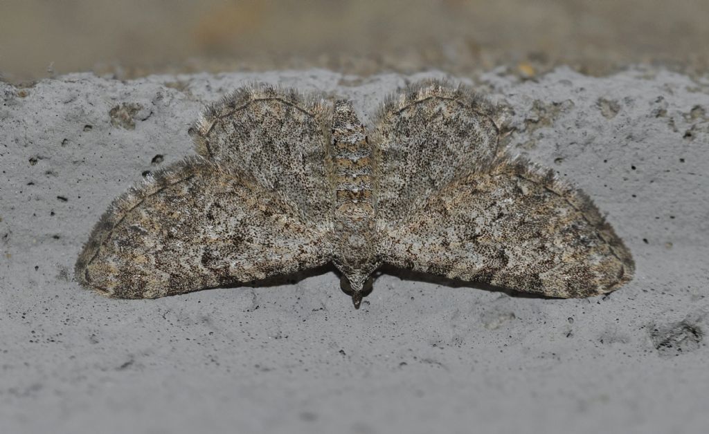 Geometridae da id -  Eupithecia semigraphata